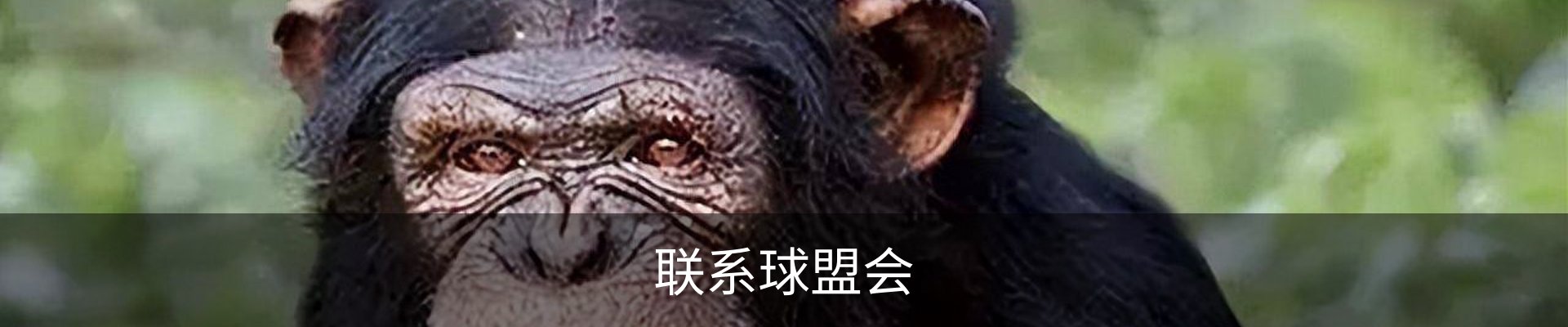 联系球盟会